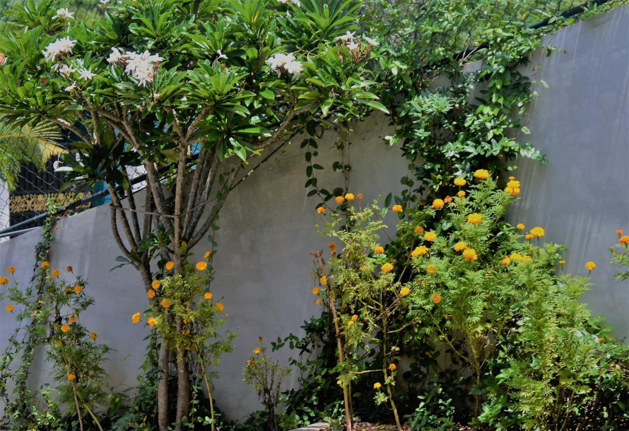 Bellaxy Ceylon Ella Exterior foto